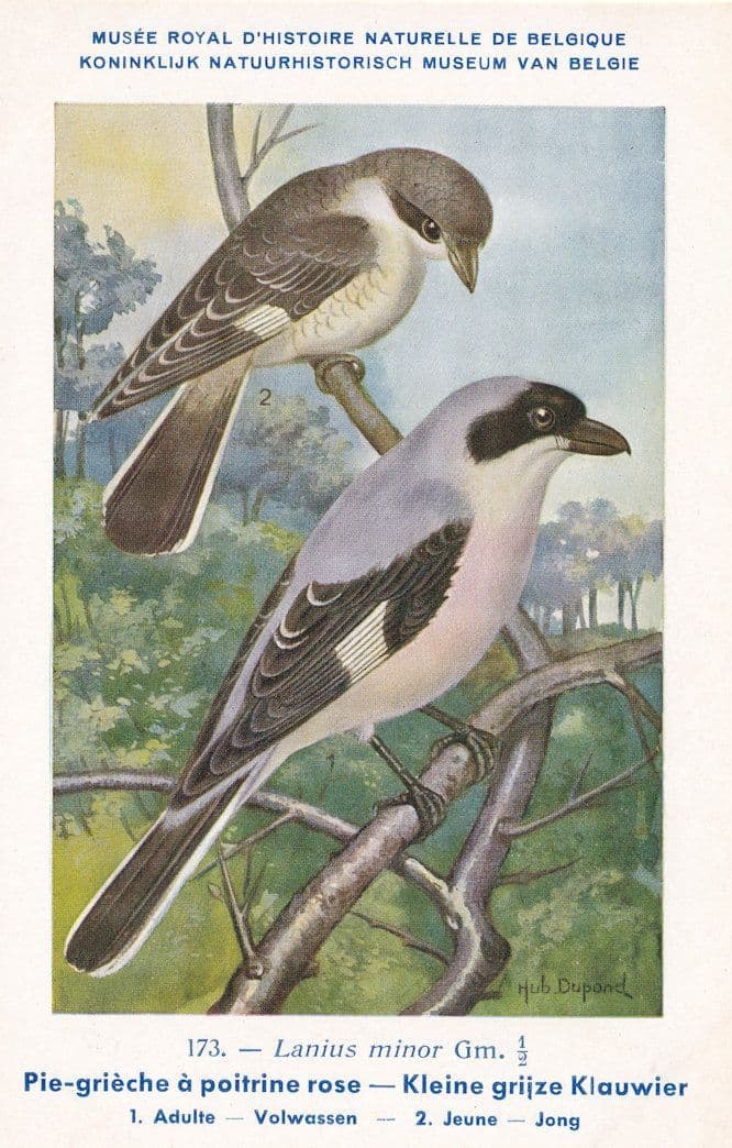 Lesser Grey Shrike Lanius Minor WW2 Bird Rare Postcard