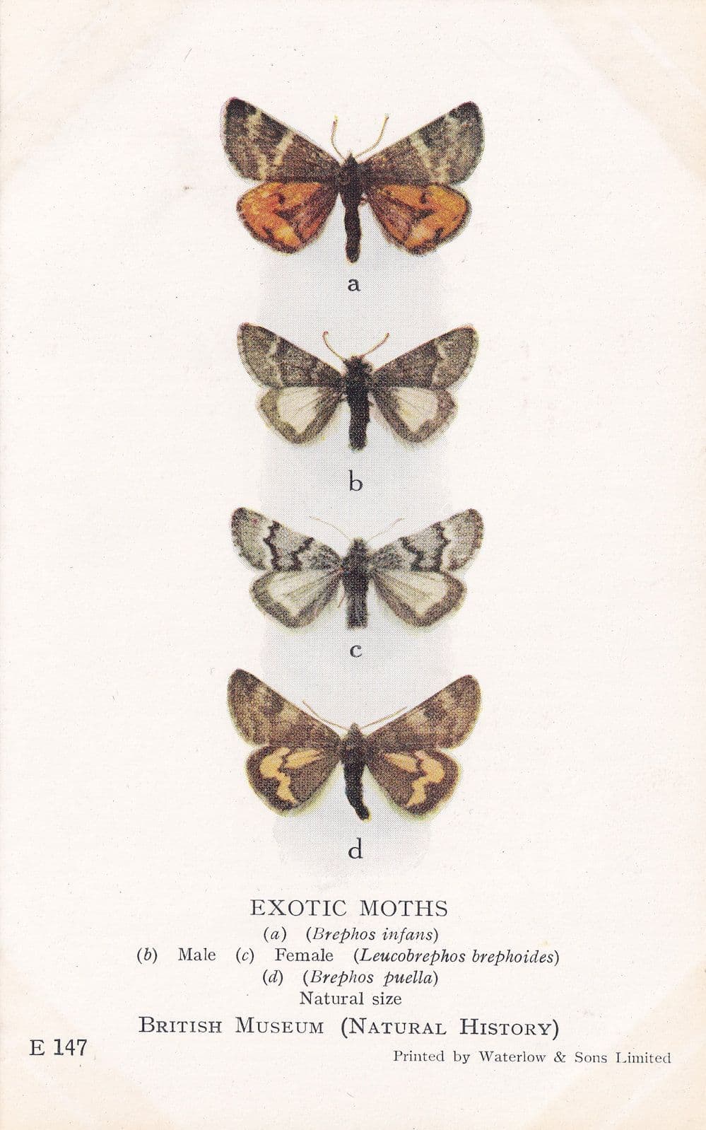 Leucobrephos Brephoides Brephos African Geometridae Exotic Moths Postcard