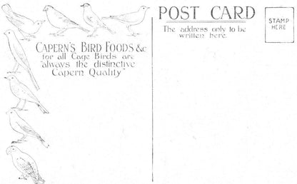 Linnet Caperns Bird Food Advertising Postcard