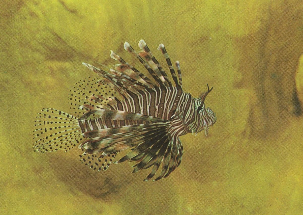 Lion Fish Rotfeuerfisch German Stralsund Zoo Museum Postcard