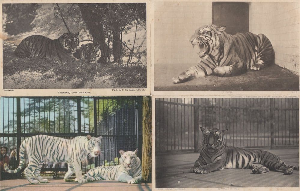 Lion Tiger Elephant Brown Bear 4x 1970s London Zoo Postcard s