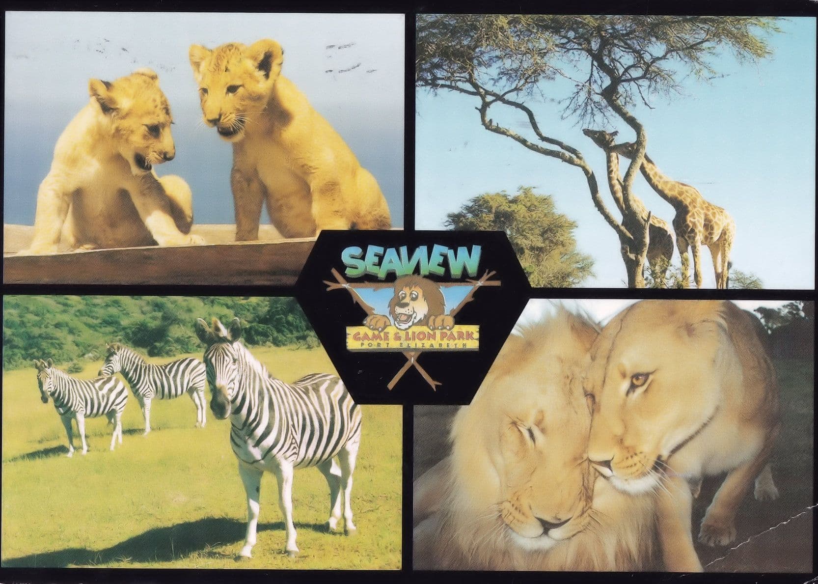 Lions Cubs at Seaview Wildlife Park Zoo South Africa Postcard