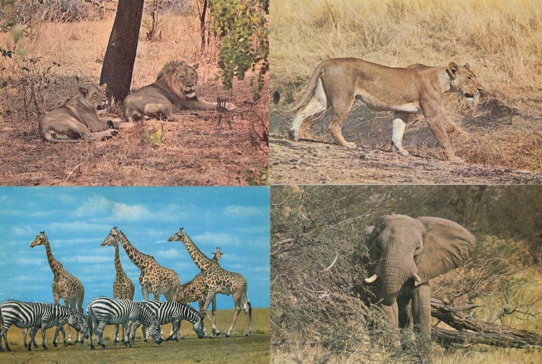Lions Luangwa Valley National Park Nairobi 4x African Postcard s