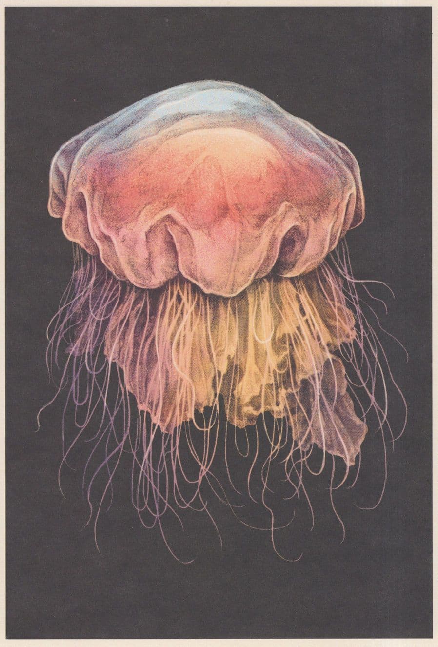 Lions Mane JellyFish  Pacific Ocean Arctic Fish Painting Postcard