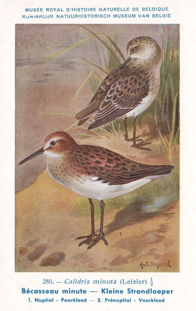 Little Stint Calidris Minuta WW2 Bird Vintage Rare Postcard