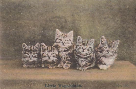 Little Vagabonds Cat Antique Postcard