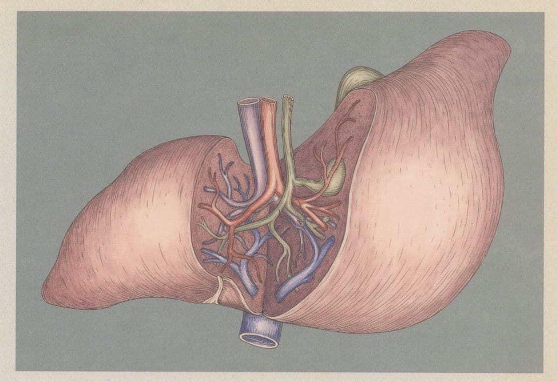 Liver Showing A Cross Section Of Blood Supply Morbid Postcard