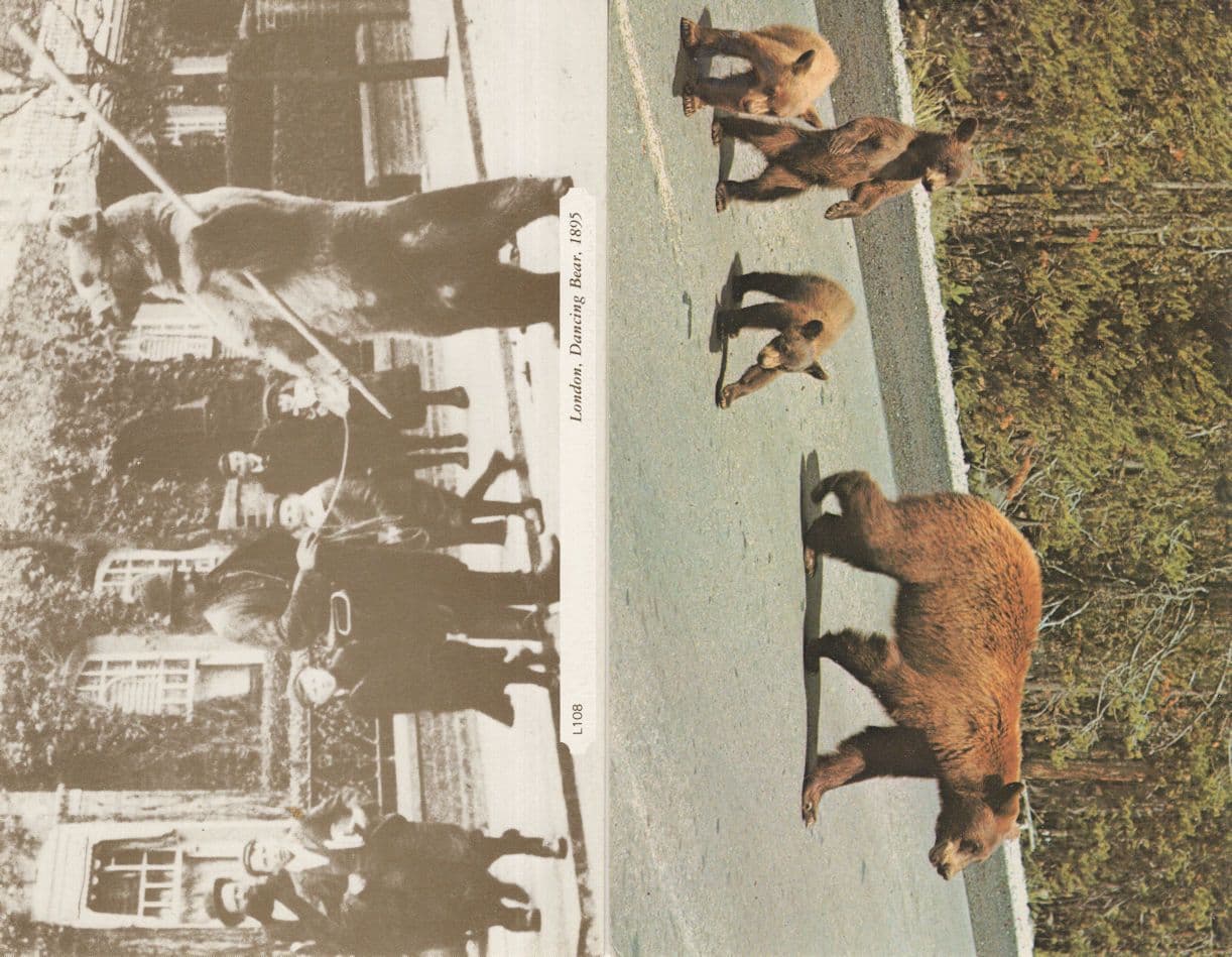 London Dancing Bear 2x Postcard s