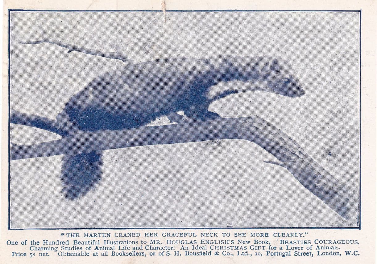 London Marten Squirrel Animal Book Advertising Postcard