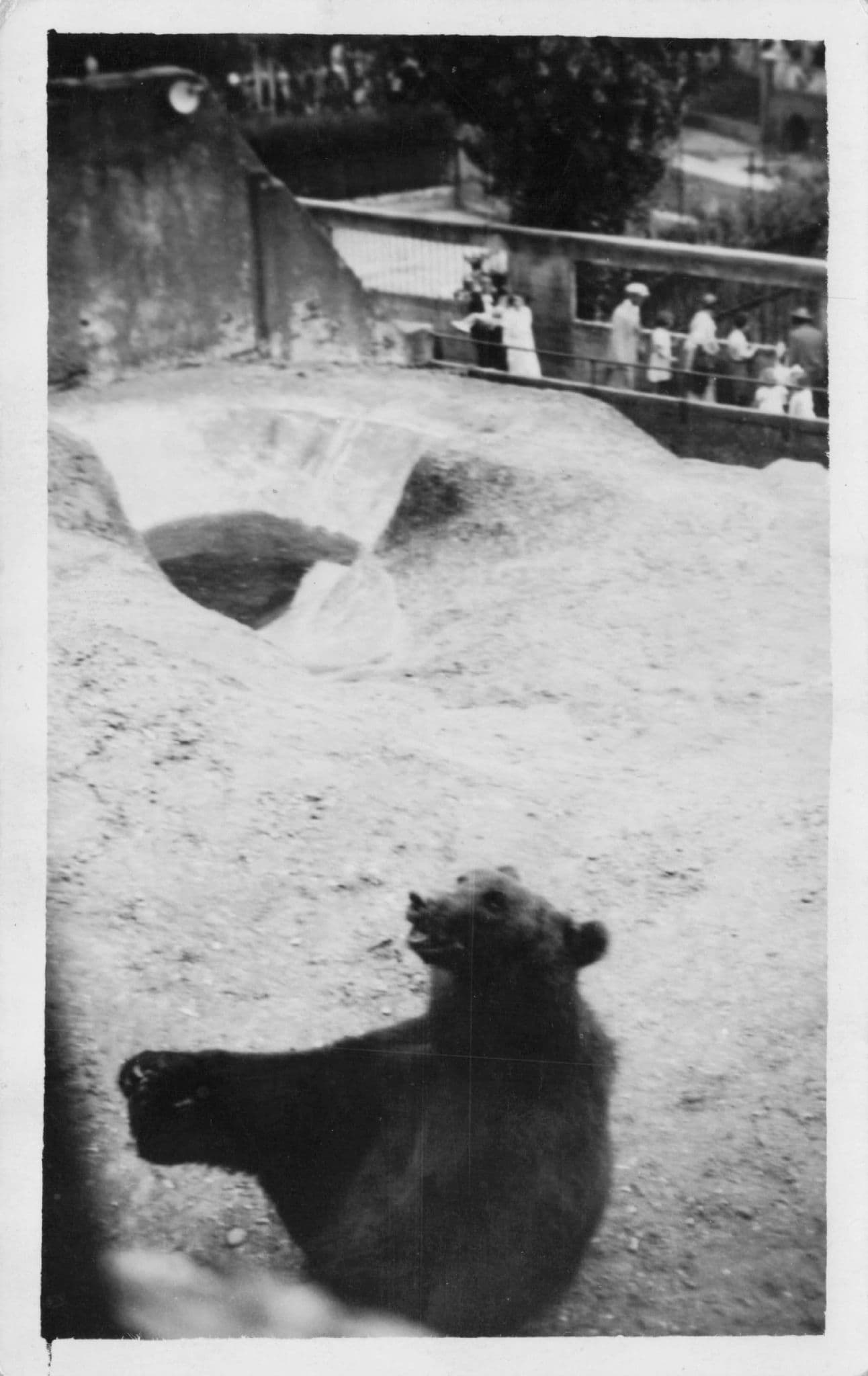 London Zoo Bear Park Antique Walthamstow Real Photo Postcard