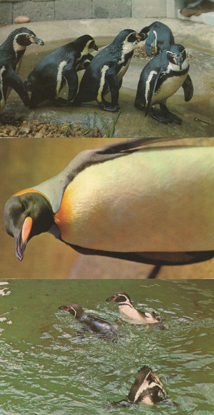 London Zoo Penguins 3x 1970s Postcard s