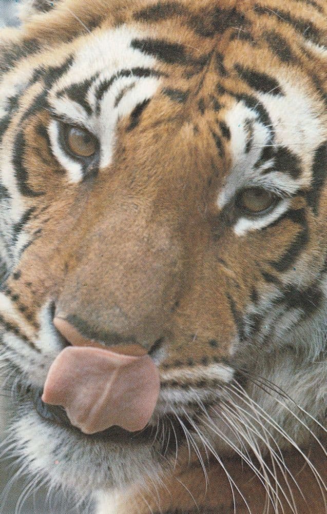 London Zoo Tiger 1970s Postcard Esso Style Poster Postcard