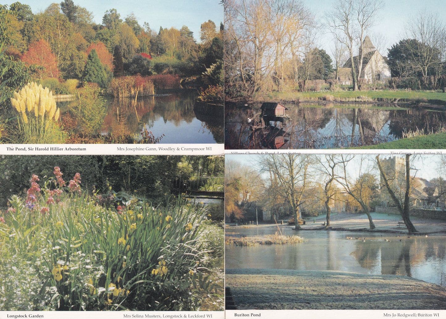 Long Sutton Buriton Harold Hillier Arboretum Pond 4x Rare Hampshire Postcard s