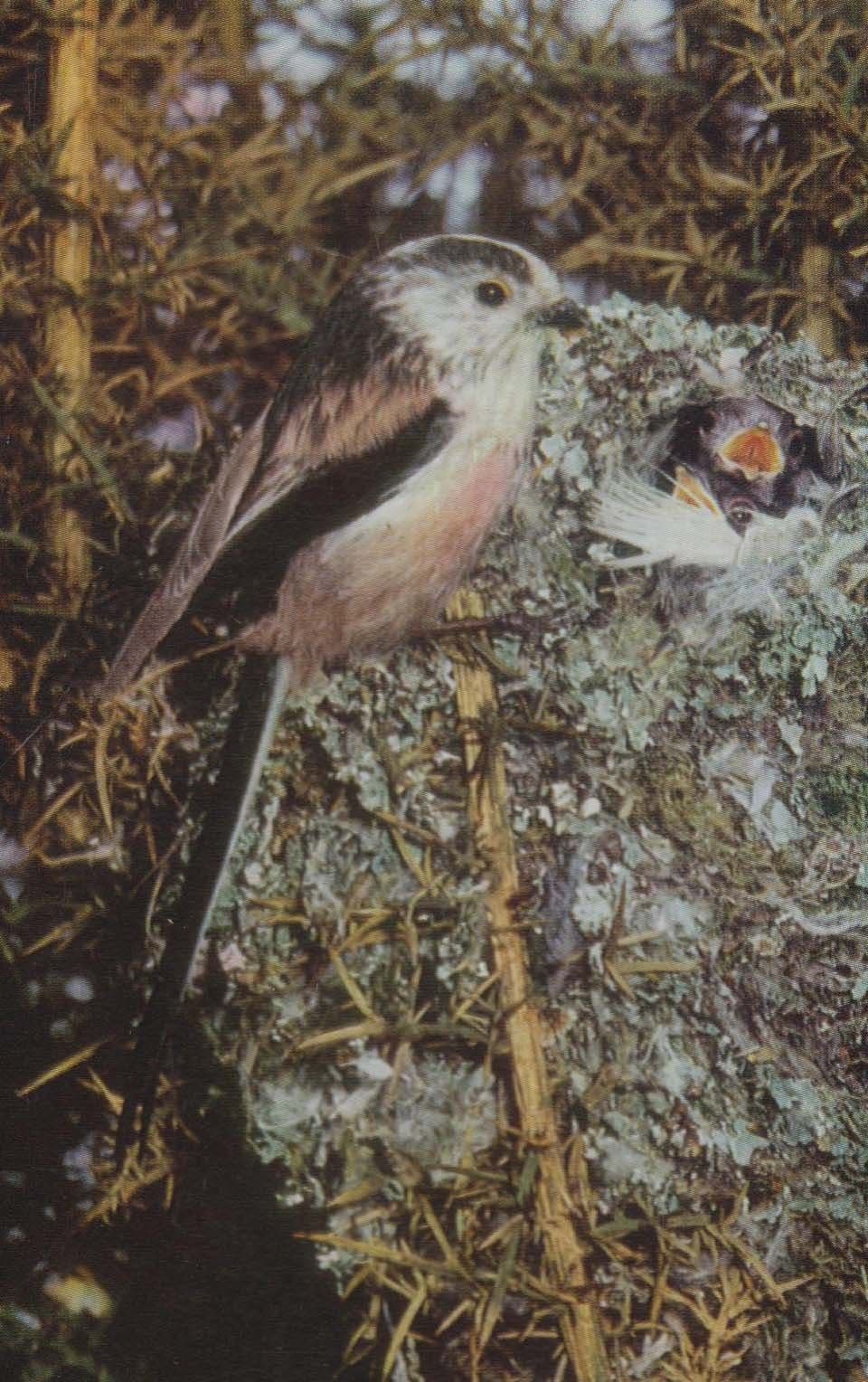 Long Tailed Tit British 1970s Bird Postcard