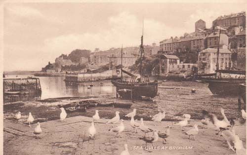 Looe Sea Gulls Birds At Brixham Devon Antique Photo Postcard