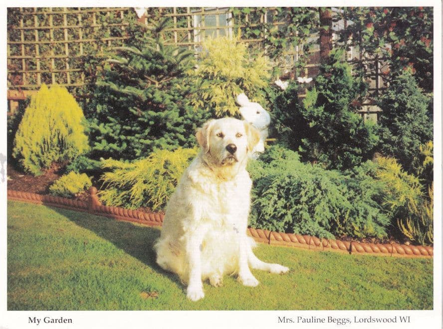 Lordswood Dog This Is My Home Garden Hampshire Womens Institute Postcard