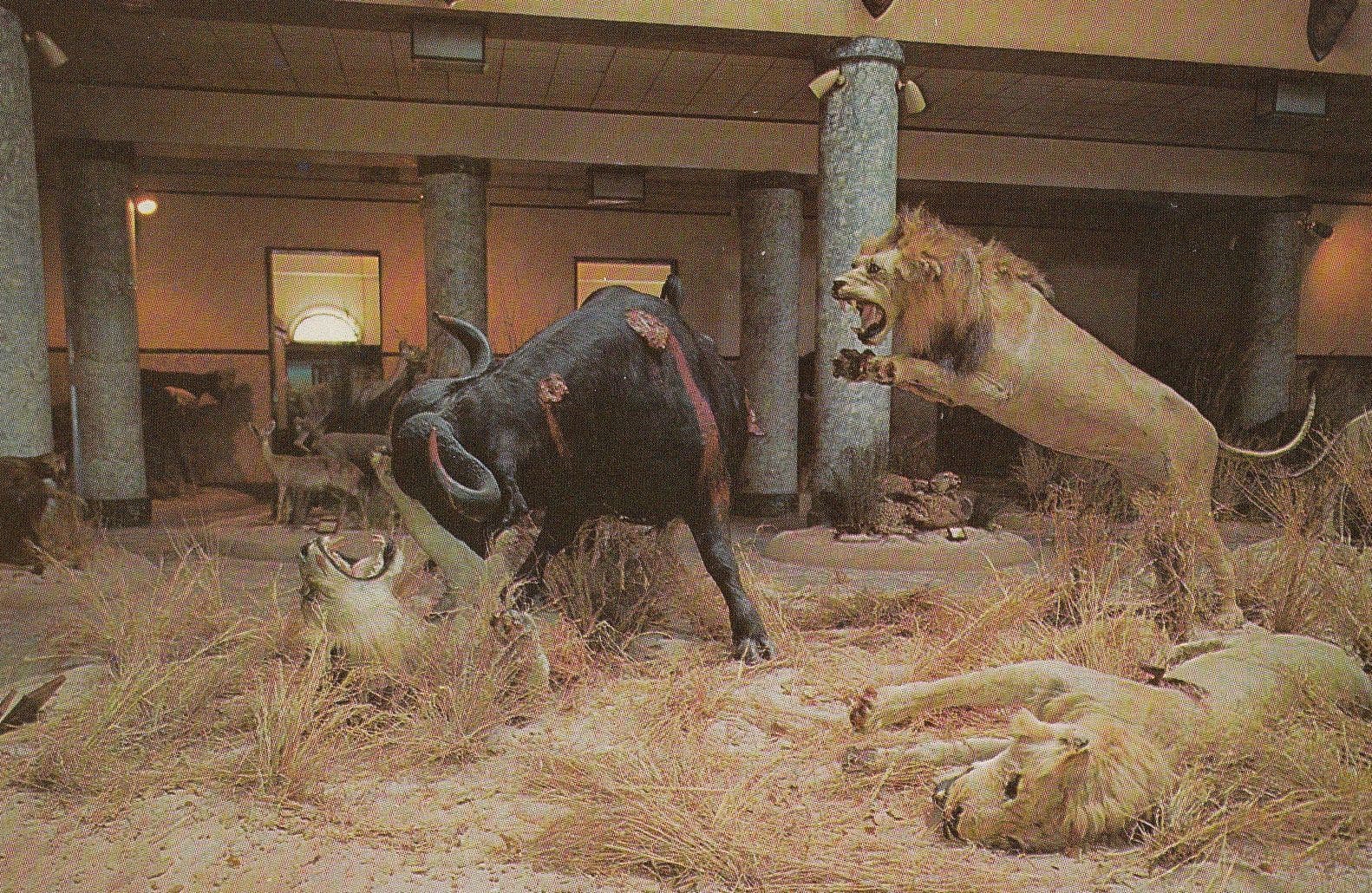 Lourenco French Lion Attacking Bull Marques Model Waxwork Exhibit 1970s Postcard