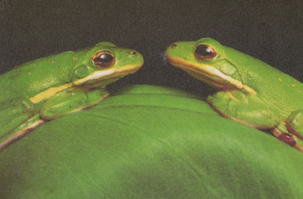 Luisiana Green Tree Frogs in Atchalfaya Swamp USA Frog Postcard