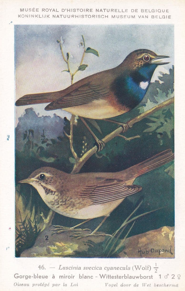 Luscinia Svecica Bluethroat Bird Antique Rare Postcard