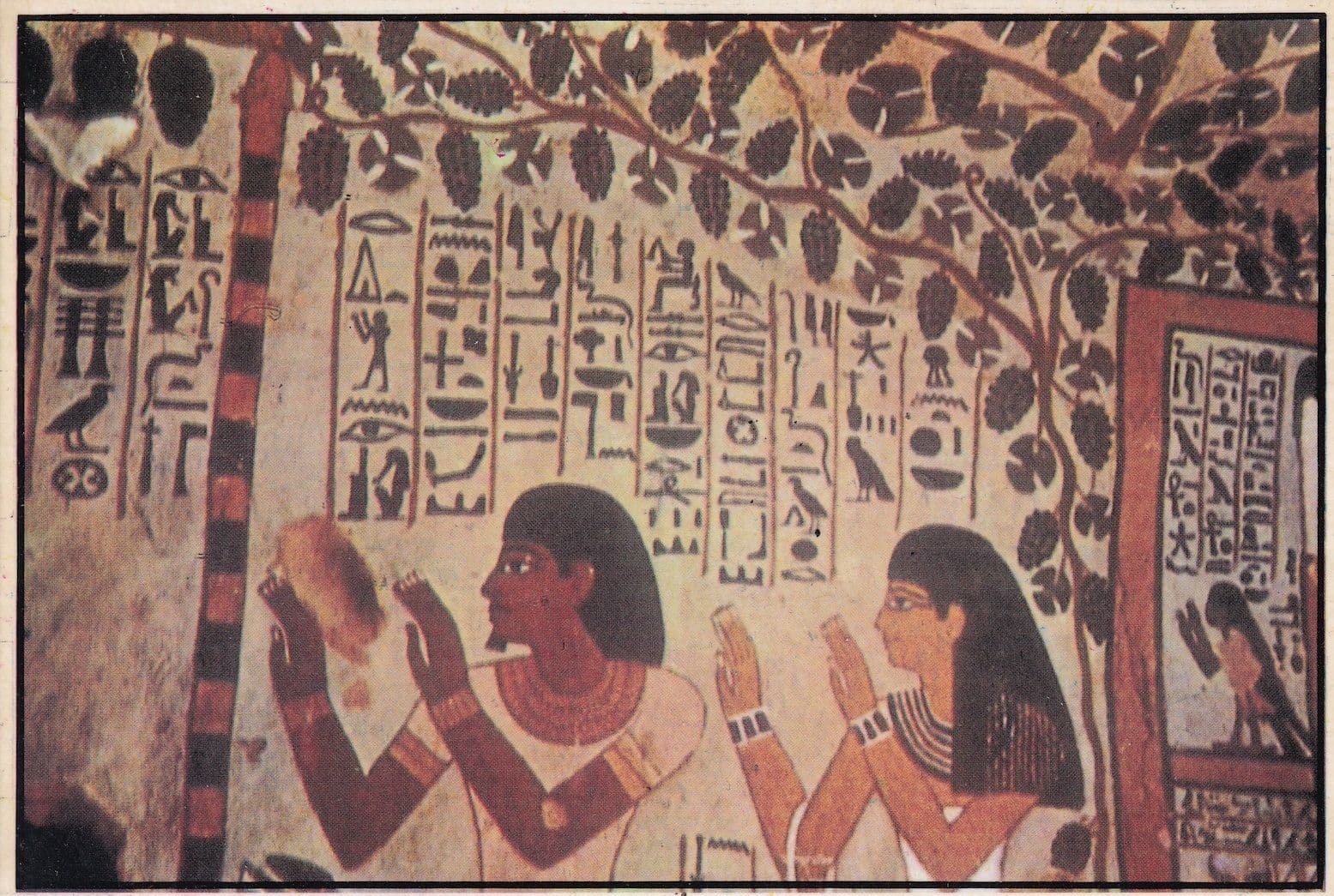 Luxor Nobles Tomb Of Sennefer Egyptian Postcard