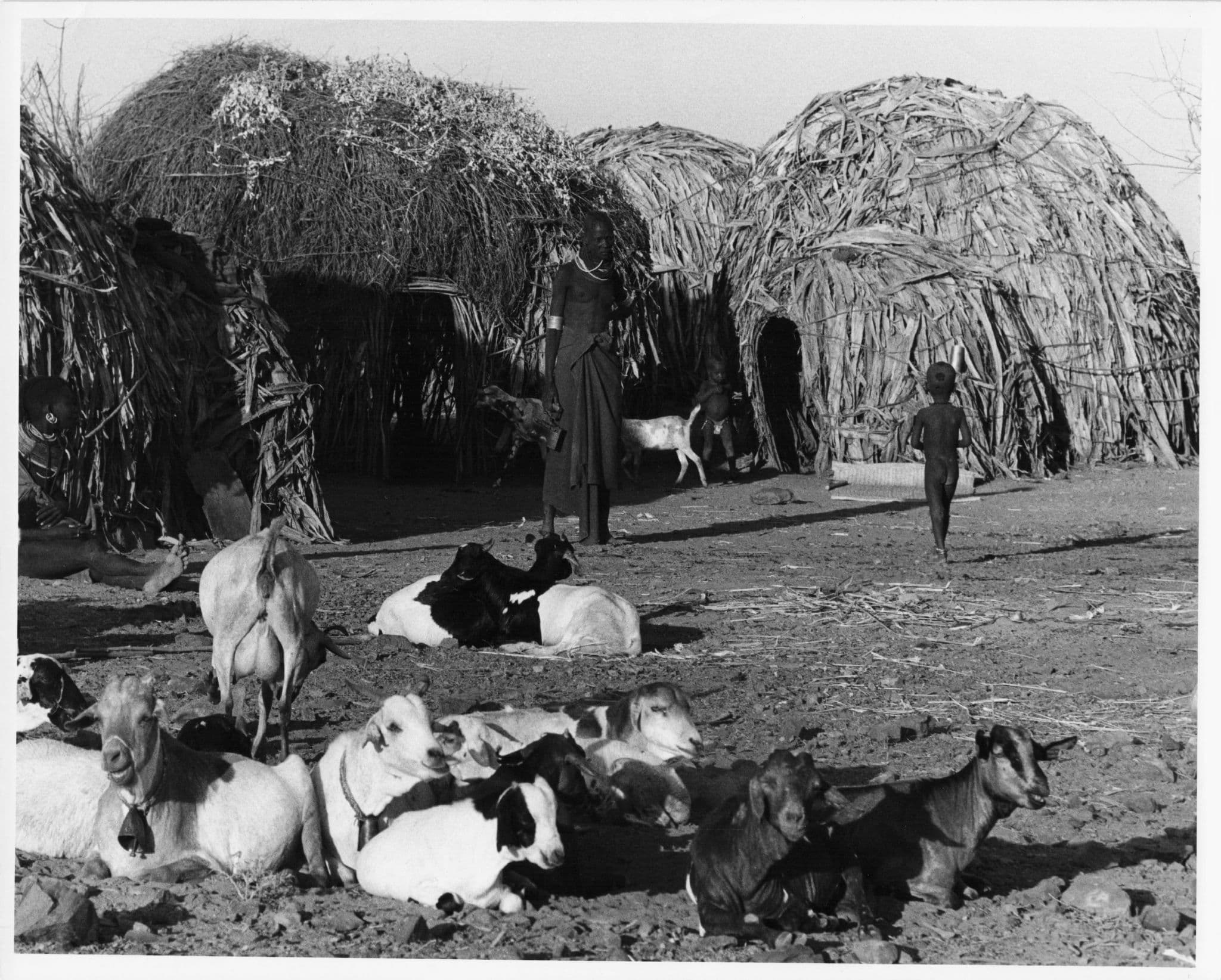 Maasai Warrior Man & Cattle Straw Houses Official Large 10x8 Vintage African Photo
