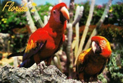 Macaw Parrott At Miami Florida Red Parrott Jungle Chrome Wildlife Park Postcard