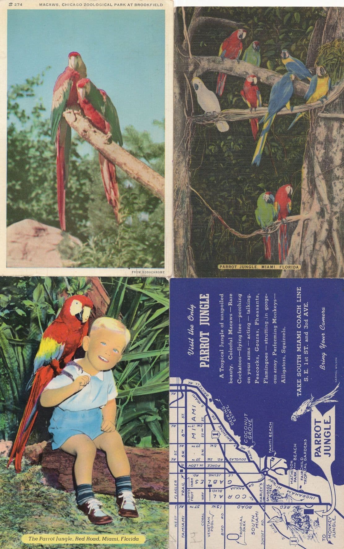 Macaws In Parrot Jungle Miami Chicago Map Zoological Park 4x Postcard s