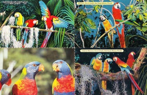 Macaws Macaw Trained Bird Birds At Parrott Jungle Florida 4x Photo Postcard s