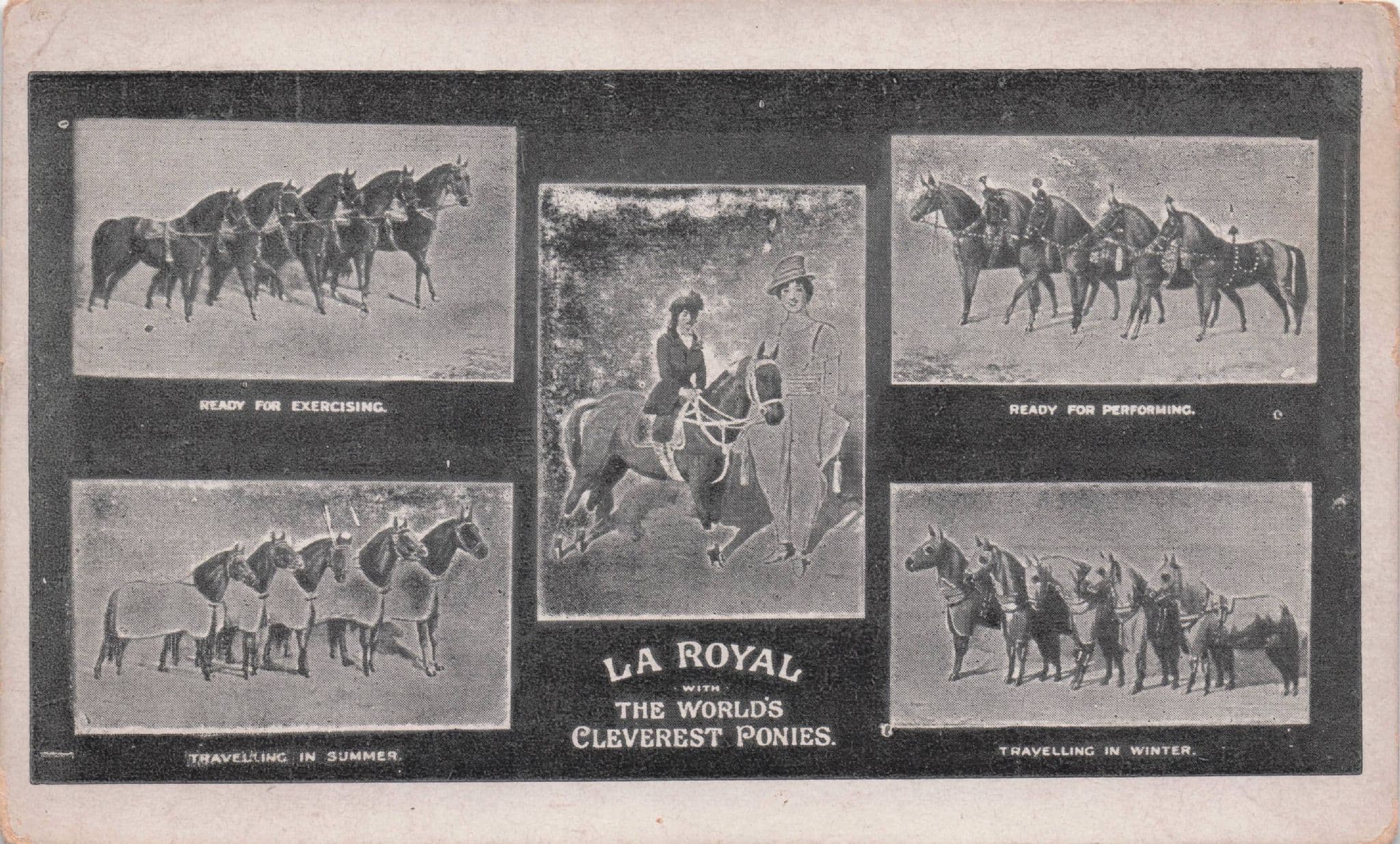 Madame La Royal Italian Circus World's Cleverest Ponies Antique Postcard