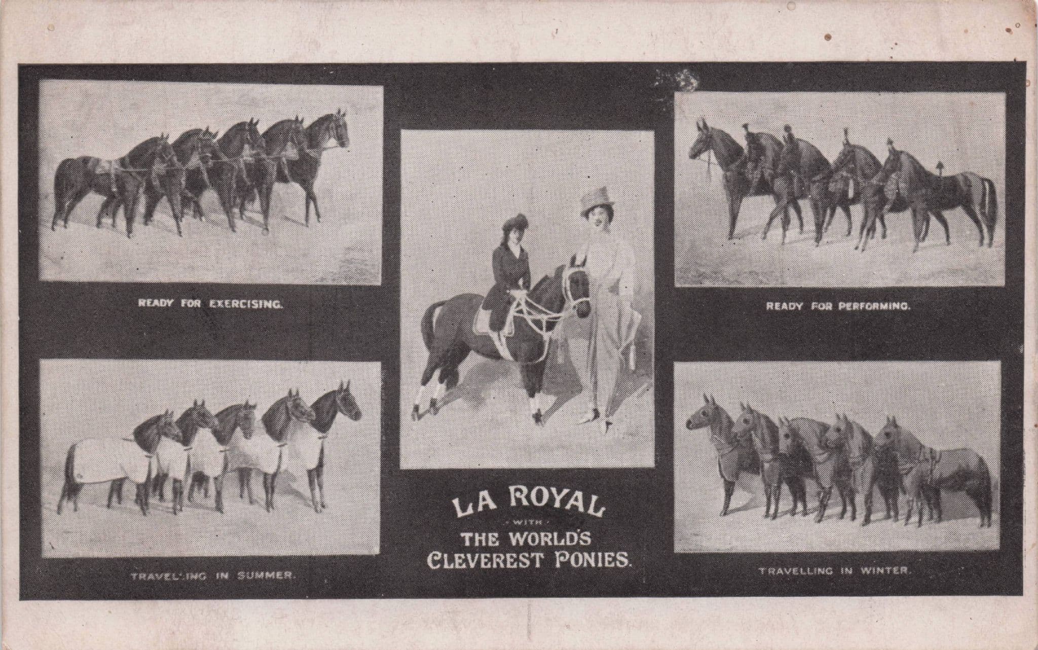Madame La Royal Italian Circus World's Cleverest Ponies Old Postcard