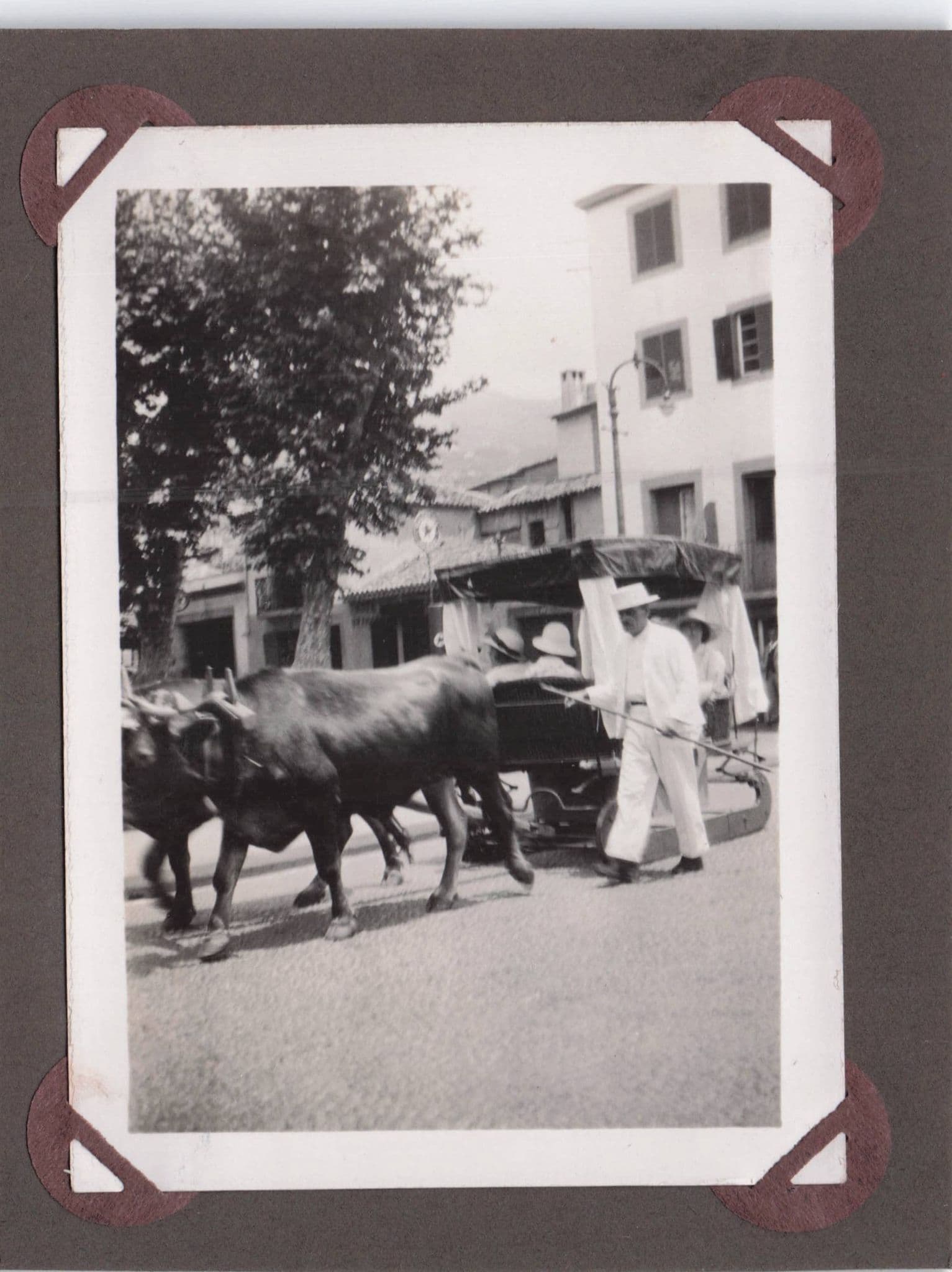 Madeira Cattle Transport Trip & Lady Wine Lodge Trader 2x Old Photo s