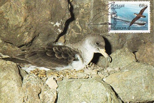 Madeira Europa Cept Cagarra Bird Rare Postcard Stamp Limited Edn First Day Cover