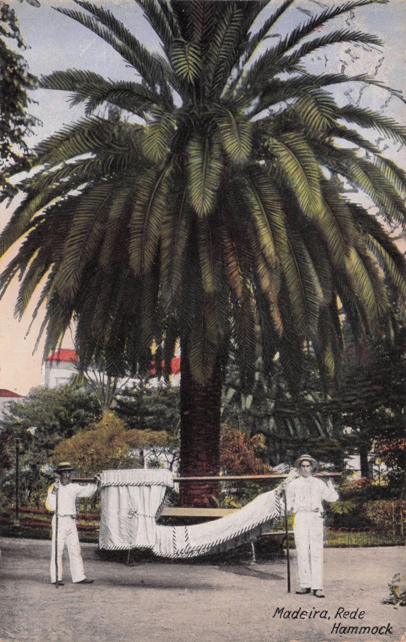 Madiera Rede Hammock Old Postcard