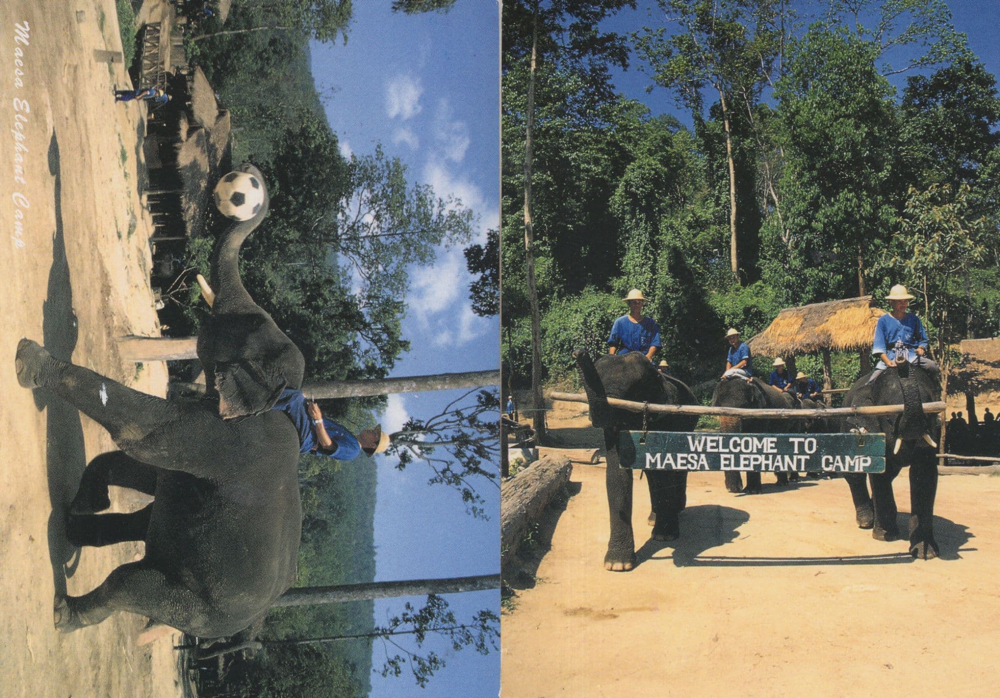 Maesa Elephant Camp Football Star Rare Thailand 2x Postcard s