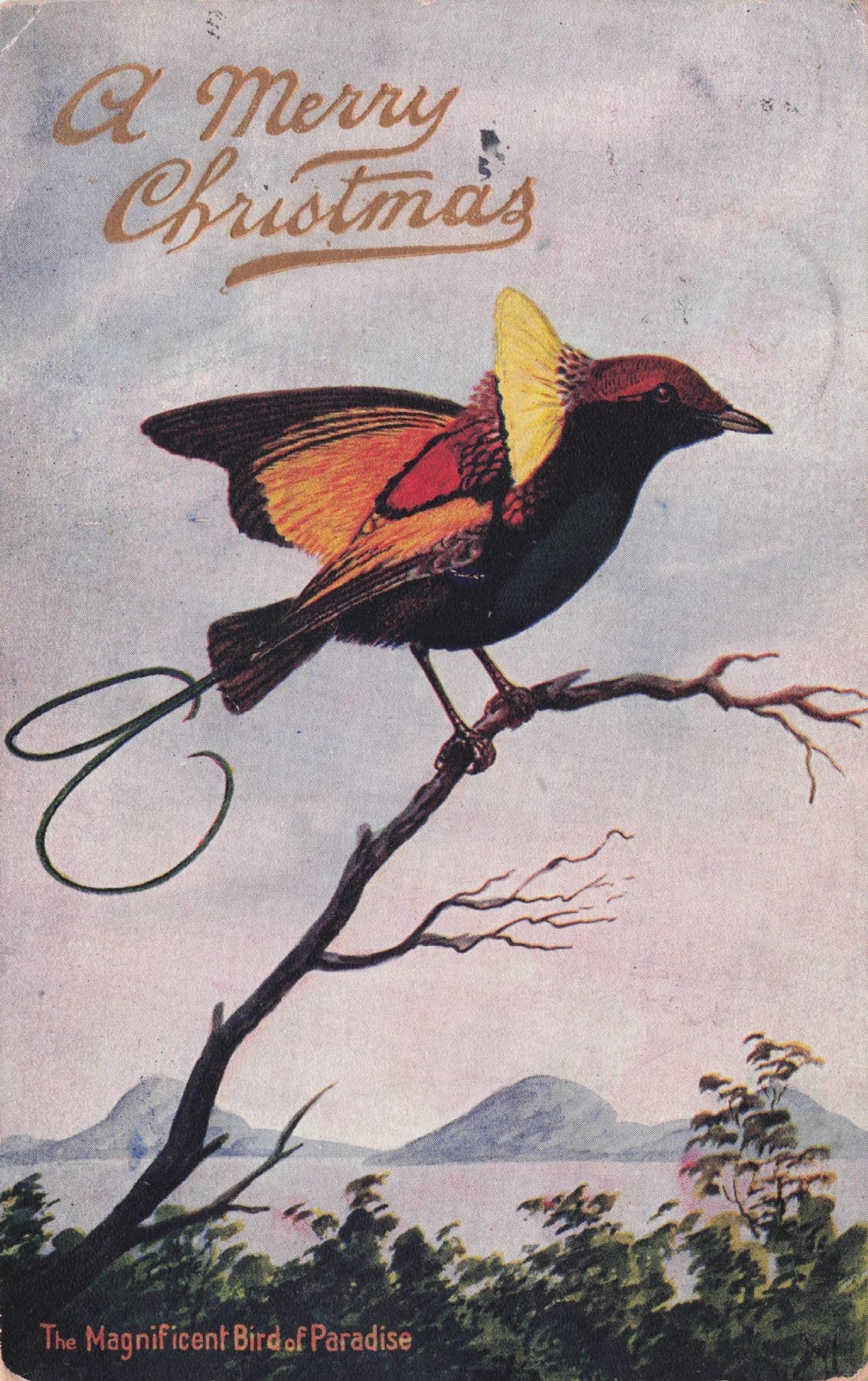 Magificent Bird Of Paradise Sydney Australia Old Xmas Postcard