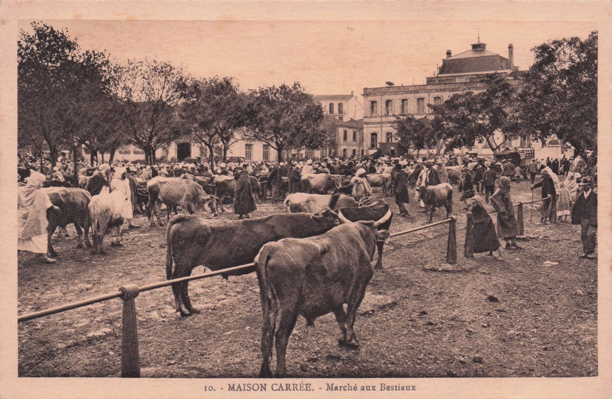 Maison Carree Marche Farmers Animal Cattle Market French Old Postcard