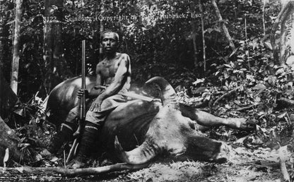 Malaya Bull Elephant Hunter Animal Hunting Ethel Traphagen Book Author Postcard