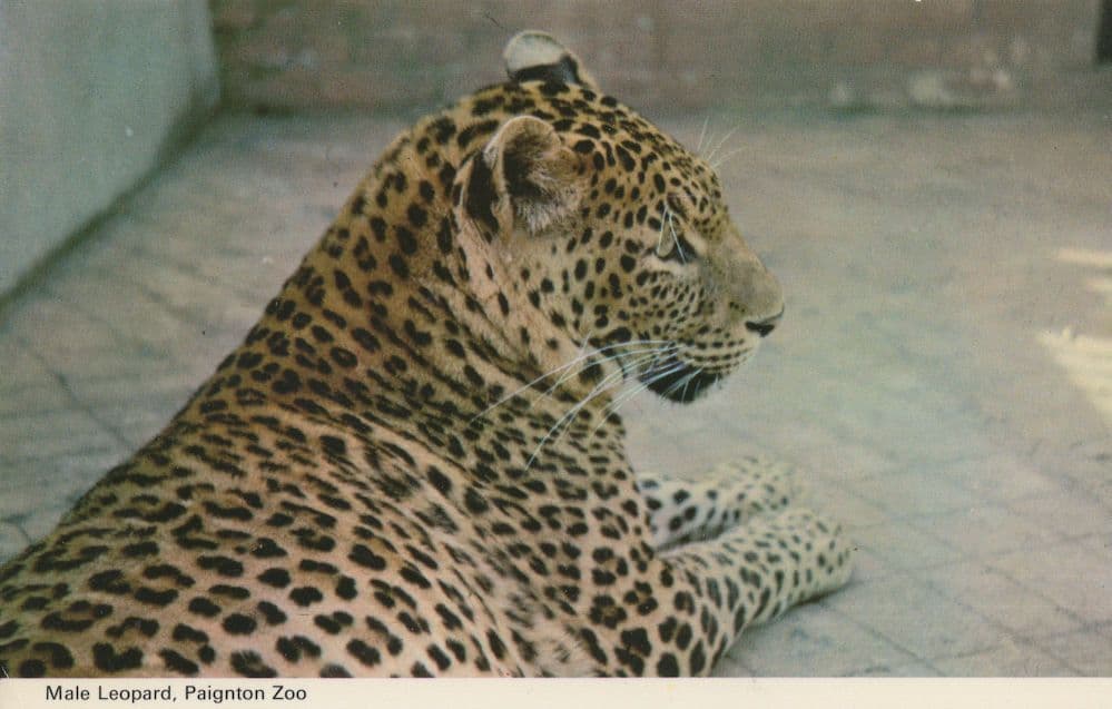 Male Leopard At Paignton Zoo 1970s Postcard