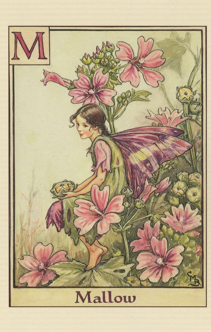 Mallow Fairy of Antique Flower Fairies Book Stunning Postcard