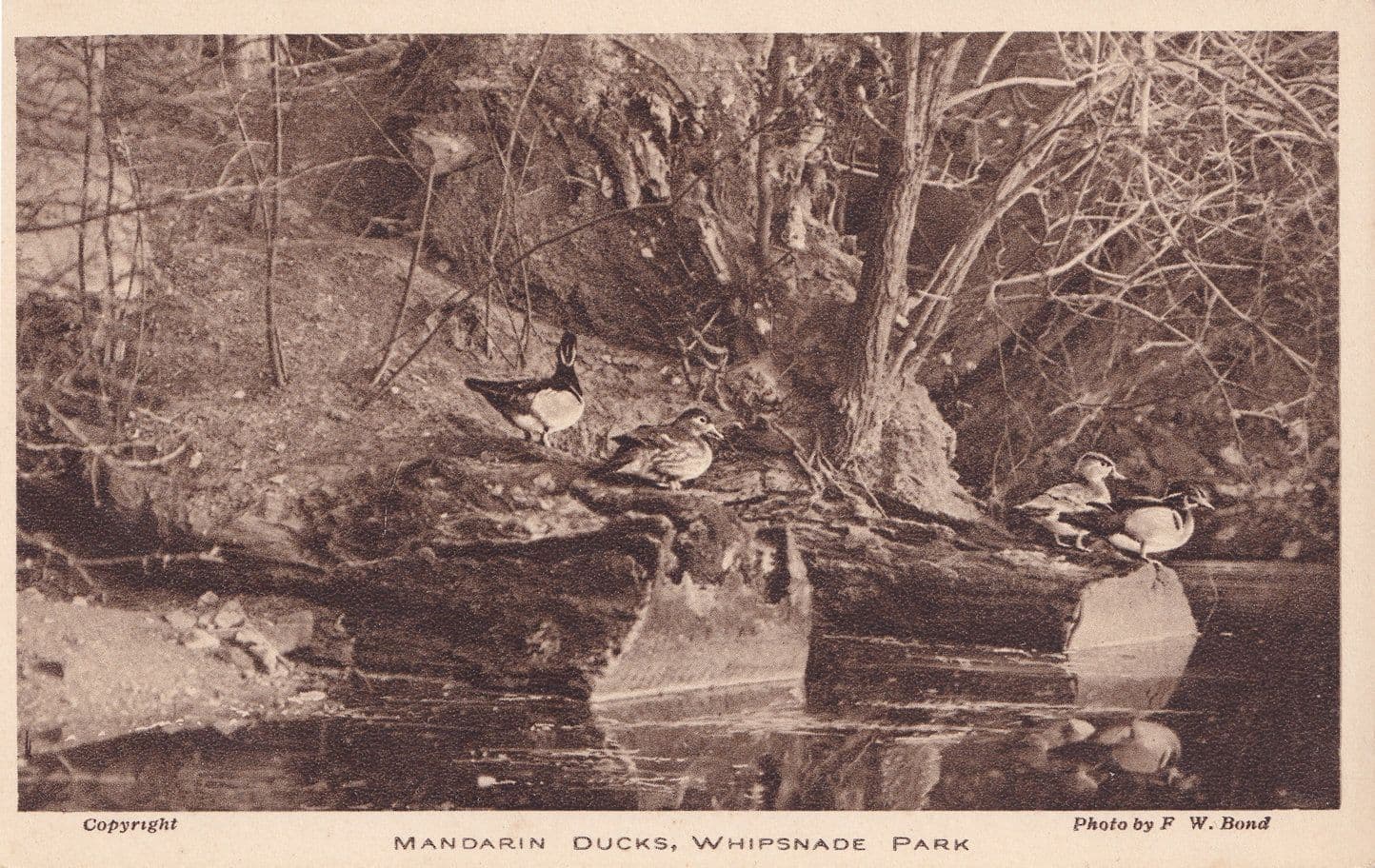 Mandarin Ducks Whipsnade Park Zoo Old Postcard