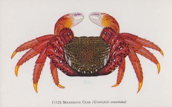 Mangrove Crab Chicago Illinois American Aquarium Antique Fish Postcard