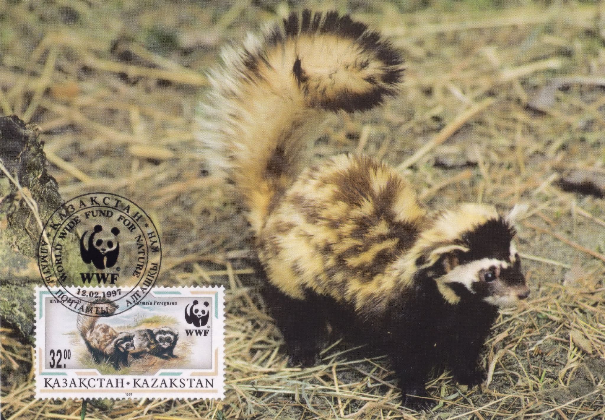 Marbled Polecat Kazakhstan Rare WWF Stamp FDC Postcard