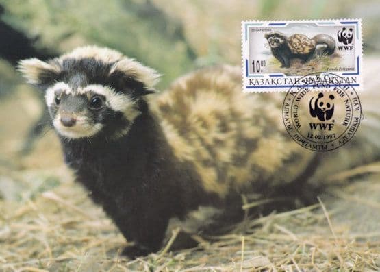 Marbled Polecat Kazakhstan WWF Stamp FDC Postcard