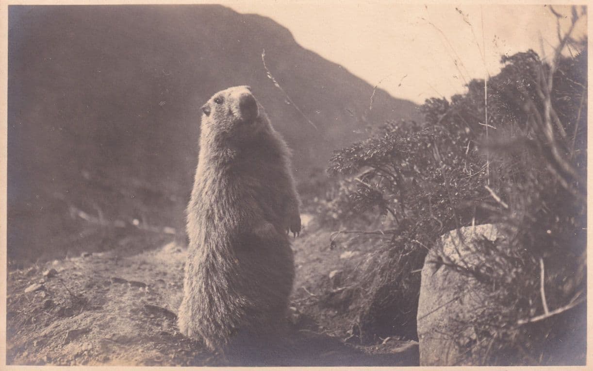 Marmots Standing as Humans Pontresina Switerland Old Postcard