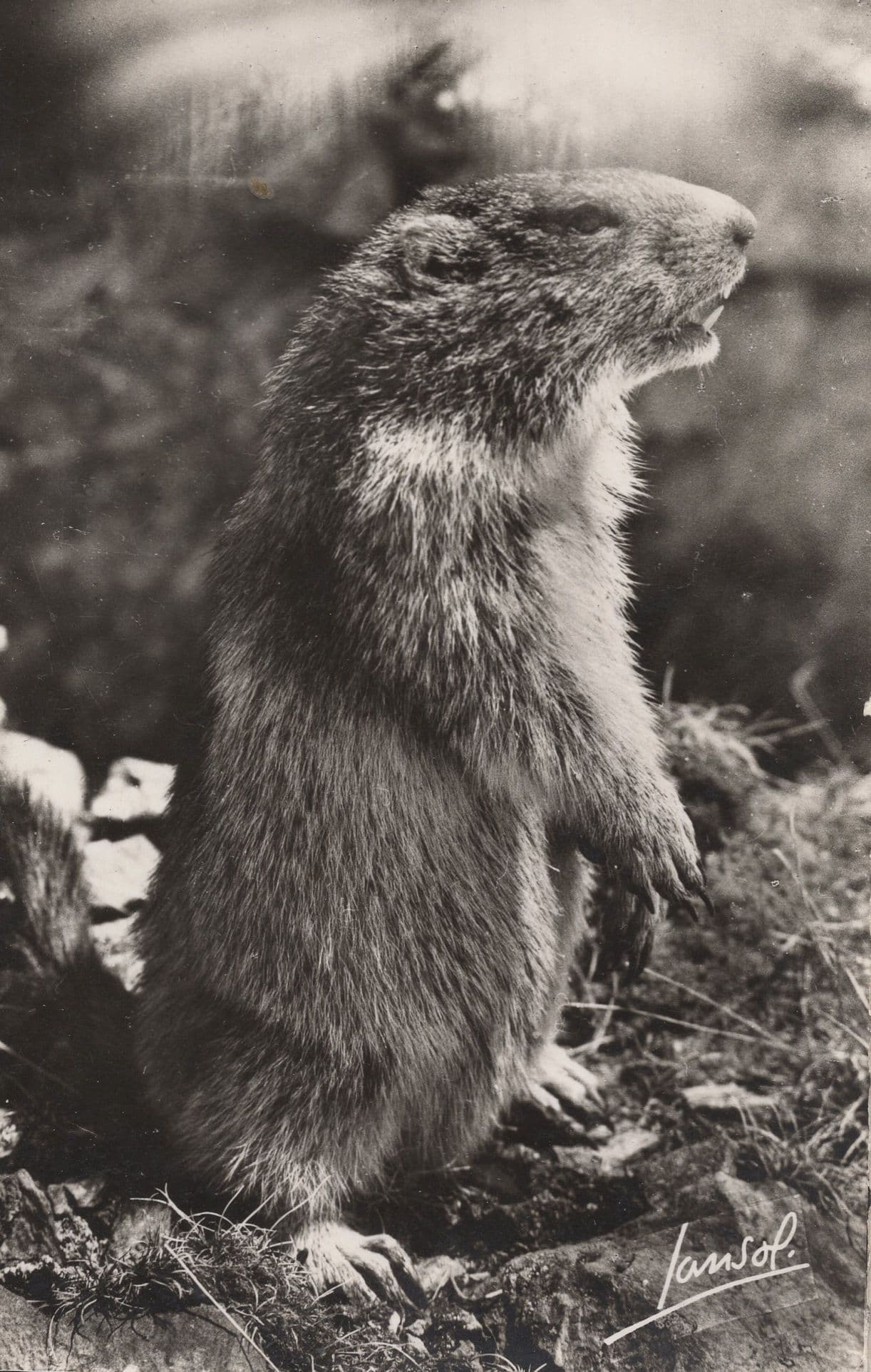 Marmotte Vintage Real Photo Postcard