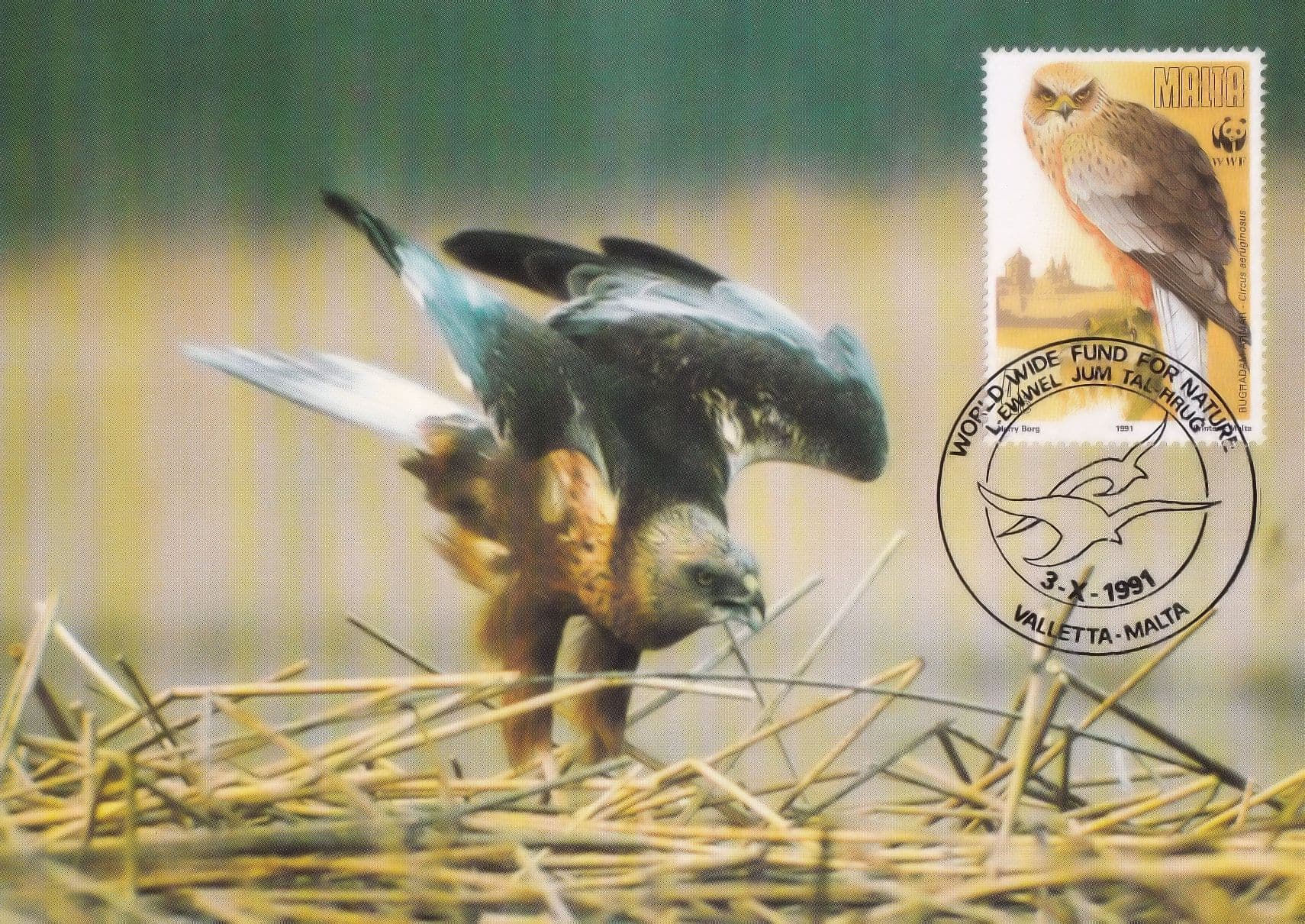 Marsh Harrier Bird Malta Maltese WWF Stamp First Day Cover Postcard
