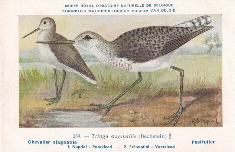 Marsh Sandpiper Tringa Stagnatilis Bird Antique Rare Postcard
