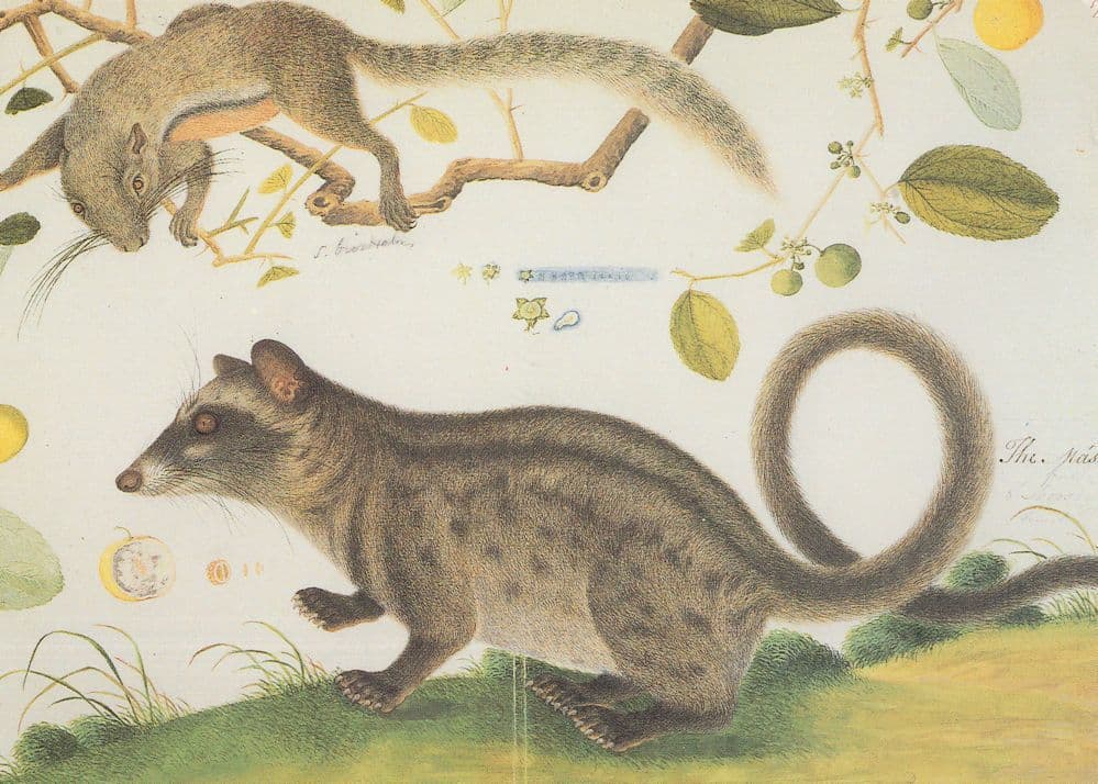 Masang With Plants Animal Rare British Library Painting Postcard