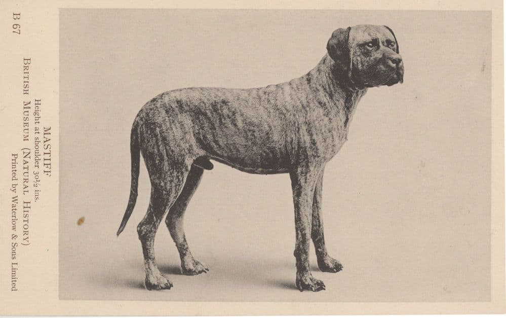 Mastiff Dog British London Museum Antique Postcard