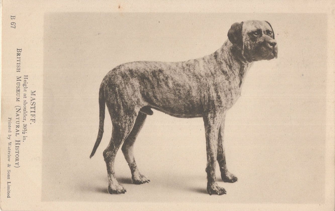 Mastiff Old Dog London Natural History Museum Postcard